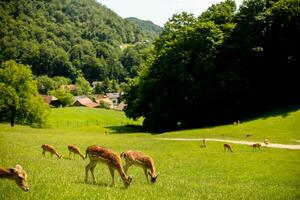 Reindeers on the foothills of Jelenov Greben in Slovenia photo