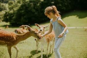 Little girl among reindeer herd on the sunny day photo