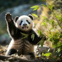 A panda standing on its hind legs, reaching up to grab some bamboo photo