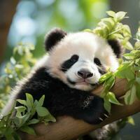 A baby panda napping on a tree branch, surrounded by lush greenery photo