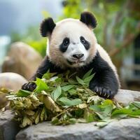 A panda sitting on a rock munching on bamboo leaves photo