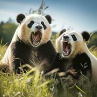 Two pandas playfully wrestling in a grassy field photo