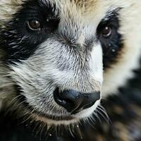 A close-up of a pandas paw with its unique photo