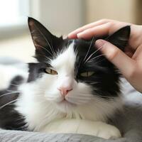 Furry black and white cat getting pampered by a gentle hand photo