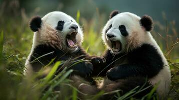 Two pandas playfully wrestling in a grassy field photo