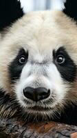 A close-up of a pandas paw with its unique photo