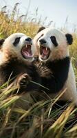 Two pandas playfully wrestling in a grassy field photo