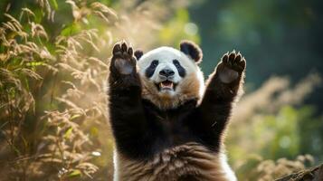 A panda standing on its hind legs, reaching up to grab some bamboo photo