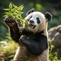 A panda standing on its hind legs, reaching up to grab some bamboo photo