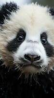 Close-up of a pandas face with adorable black and white photo