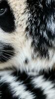 A close-up of a pandas paw with its unique photo