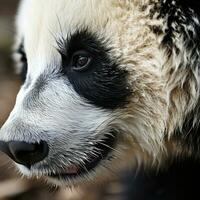 A close-up of a pandas paw with its unique photo