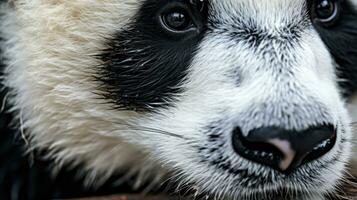 un de cerca de un pandas pata con sus único foto