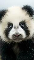 Close-up of a pandas face with adorable black and white photo