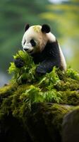 A panda sitting on a rock munching on bamboo leaves photo