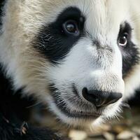 A close-up of a pandas paw with its unique photo