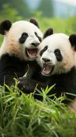 Two pandas playfully wrestling in a grassy field photo