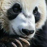 A close-up of a pandas paw with its unique photo