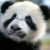 Close-up of a pandas face with adorable black and white photo