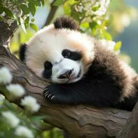 A baby panda napping on a tree branch, surrounded by lush greenery photo