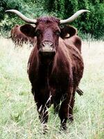 Majestic Brown Cow with Long Horns Grazing in Savoie, France photo