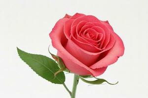 beautiful rose flower background. AI Generative Pro Photo