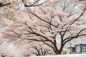 Beautiful cherry blossom sakura flower spring season in japan. AI Generative Pro Photo