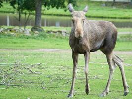 Moose cow in Scandinavia on a meadow. King of the forests in Sweden. Largest mammal photo