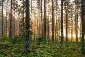 Pine forest by a forest lake at sunrise in Sweden. Sun rays shining through the trees photo