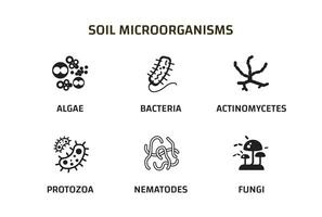 Soil Microorganisms that reproduce in the soil. Soil biology. bacteria, fungi, algae, protozoa, nematodes, actinomycetes vector