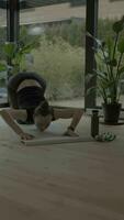 ein Frau ist tun Yoga im Vorderseite von ein Pflanze video