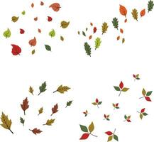 Fallen Autumn Leaves In White Background. Vector Illustration Set.