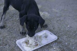 un perro comiendo comida solo desde un cuenco en el parque. selectivo enfocar. negro pequeño perro comer sucio comida plato en el suelo en el parque foto