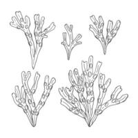 Hand drawn fucus algae isolated on white background. Brown seaweed. Superfood and cosmetic ingredient vector