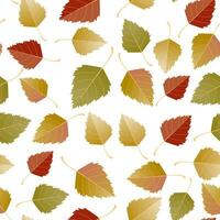 Multicolored autumn seamless pattern of autumn birch leaves on a white or transparent background vector