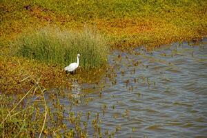 natural scenery lake on the spanish canary island gran canaria in maspalomas with water, dunes plants and wild birds photo