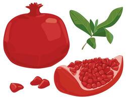 Ripe pomegranate fruit with leaves vector illustration. Isolated white background. Red pomegranate in a flat style. Sliced grenade. Southern fruit.