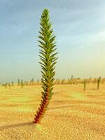 interesting original green plant growing on the Canary Island Fuerteventura in close-up on the sand in the dunes photo