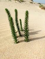interesante original verde planta creciente en el canario isla fuerteventura en de cerca en el arena en el dunas foto