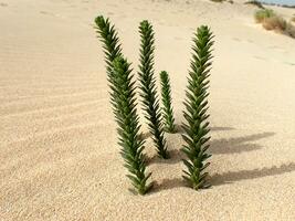interesting original green plant growing on the Canary Island Fuerteventura in close-up on the sand in the dunes photo