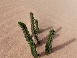 interesting original green plant growing on the Canary Island Fuerteventura in close-up on the sand in the dunes photo