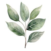 Green watercolor leaves, botanical illustration, plant set. Generative AI photo
