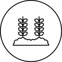 trigo plantación vector icono