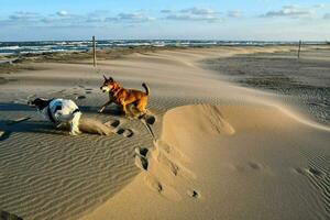 two dogs running across the sand dunes photo