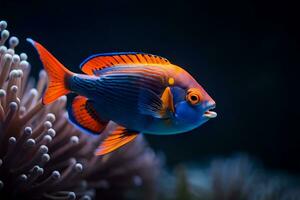 an orange and blue fish swimming in an aquarium. AI-Generated photo