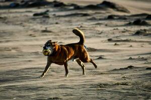 a dog running on the sand with a ball in its mouth photo