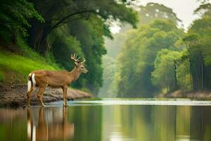 un ciervo en pie en el agua cerca un río. generado por ai foto