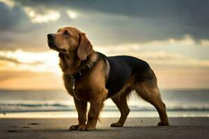 un perro en pie en el playa a puesta de sol. generado por ai foto