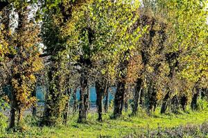 a row of trees in the middle of a field photo