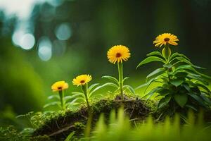 Tres amarillo flores creciente fuera de un cubierto de musgo tocón. generado por ai foto